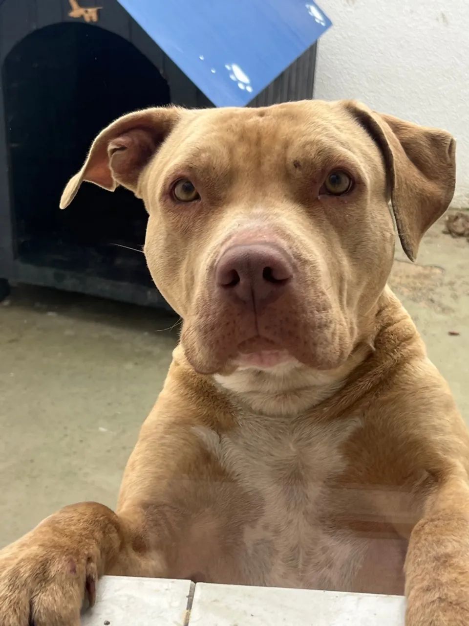 Tan Pitty Puppies For Sale Pitbull Dogs For Adoption In UAE All