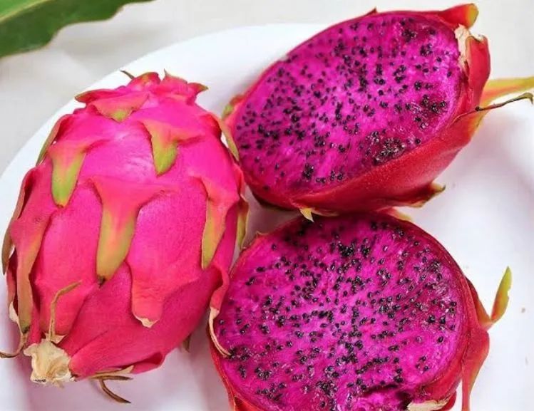 Mudas de Pitaya Vermelha (Não faço entregas) - Foto 2