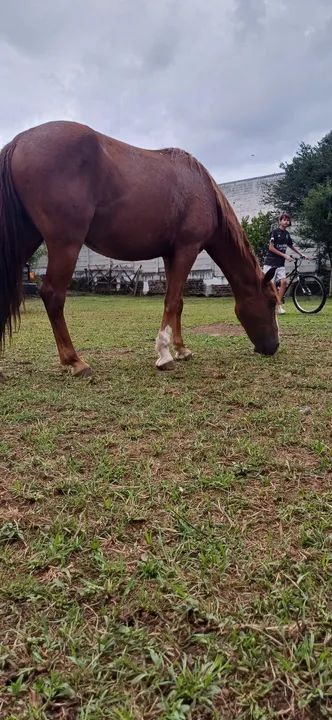 Cavalo para crianças e adultos  - Foto 2