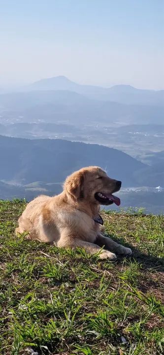 Golden para cruza!  - Foto 4