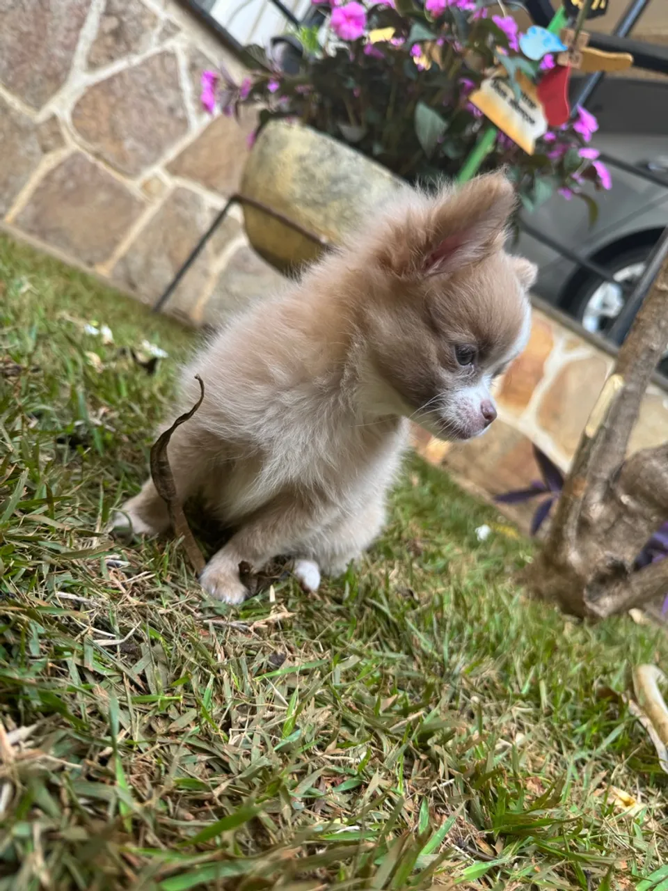 Chihuahua com pêlo longo