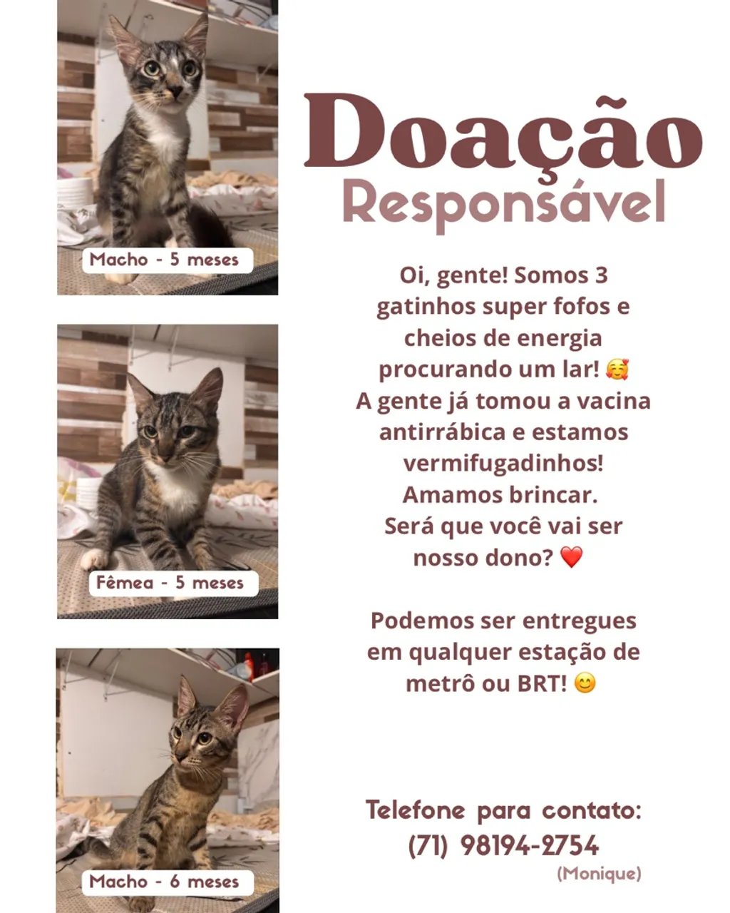 Gatinhos saudáveis para doação!