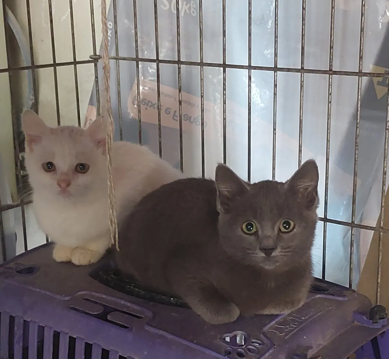 Para o seu encanto: lindos gatinhos para doação