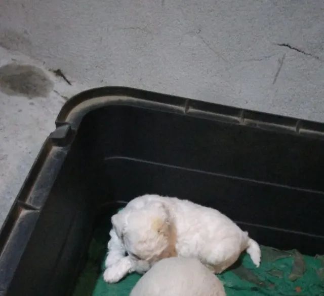 Filhote de Poodle Macho - Foto 4