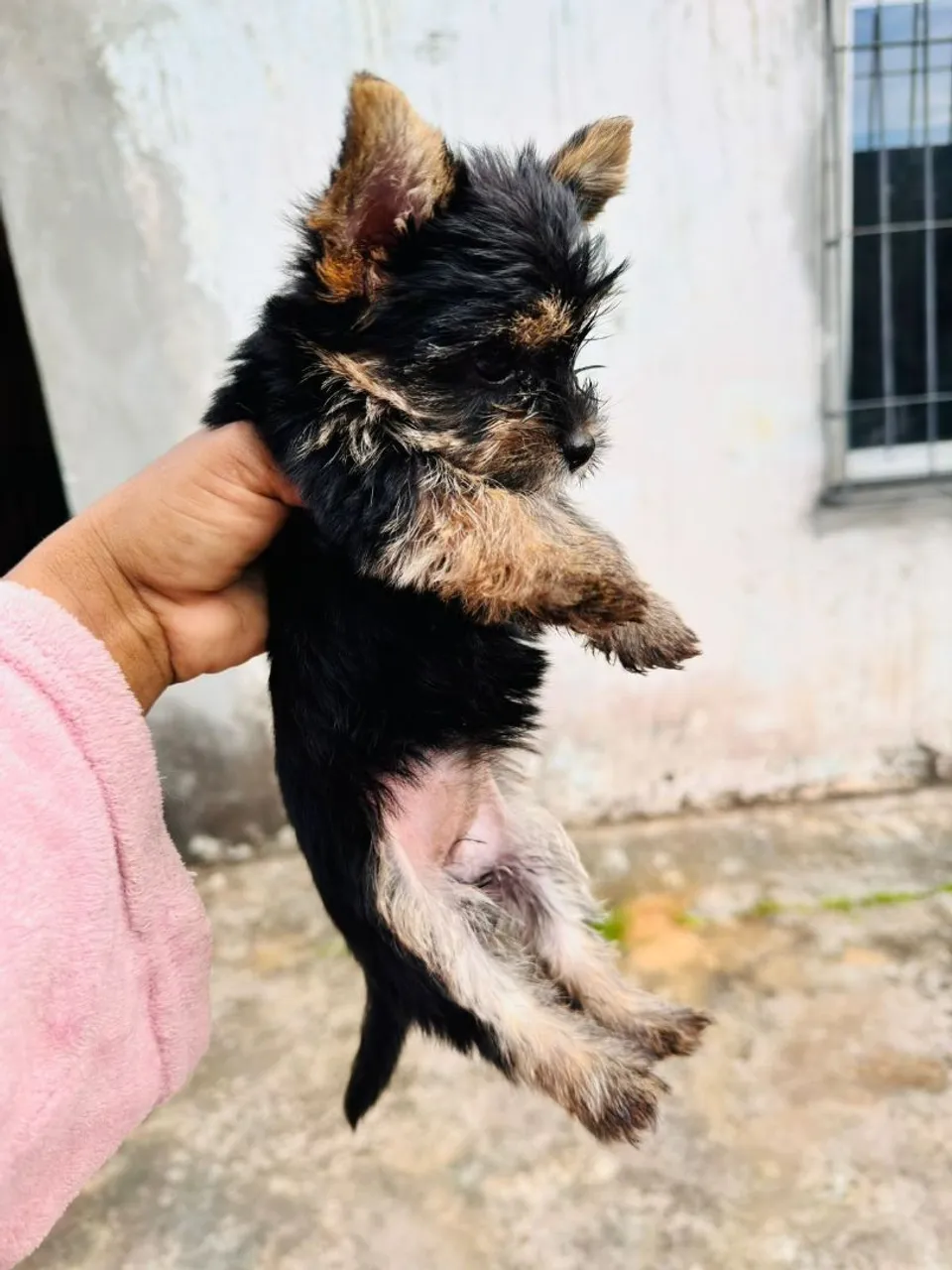 Filhote de Yorkshire Terrier - 750 reais