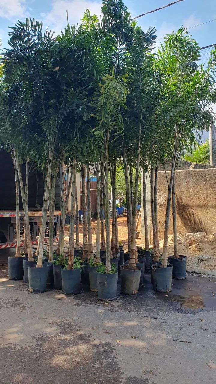 PALMEIRA RABO DE RAPOSA 3,5 M - Foto 2