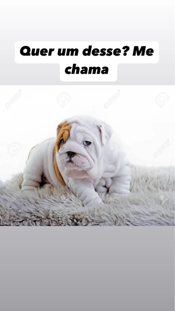 Filhotes Bulldog Inglês Pronta entrega