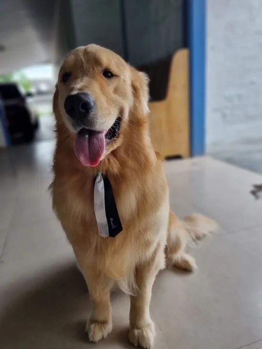 Golden para cruza!  - Foto 2