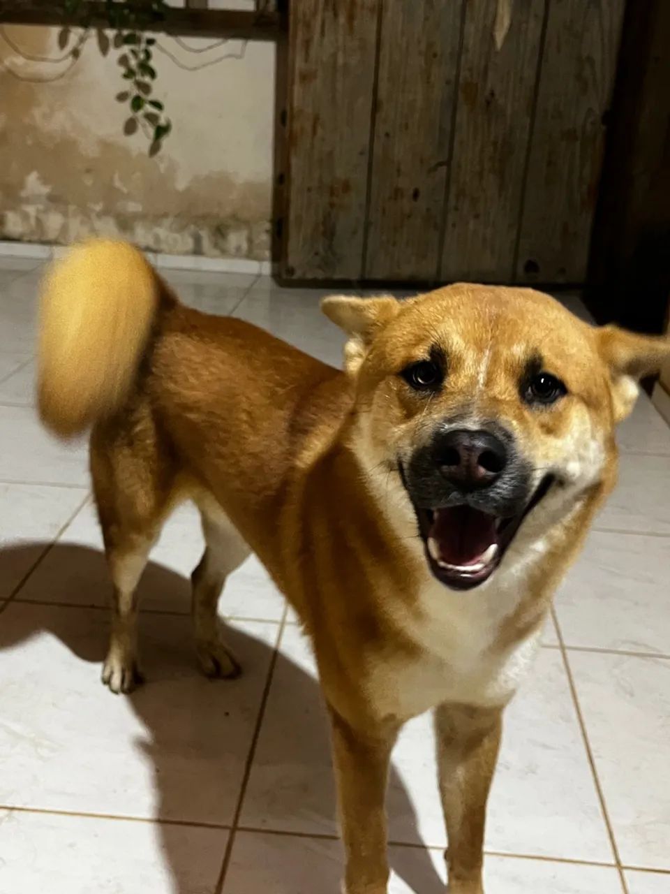 Cachorro lindo para adoção - Foto 4