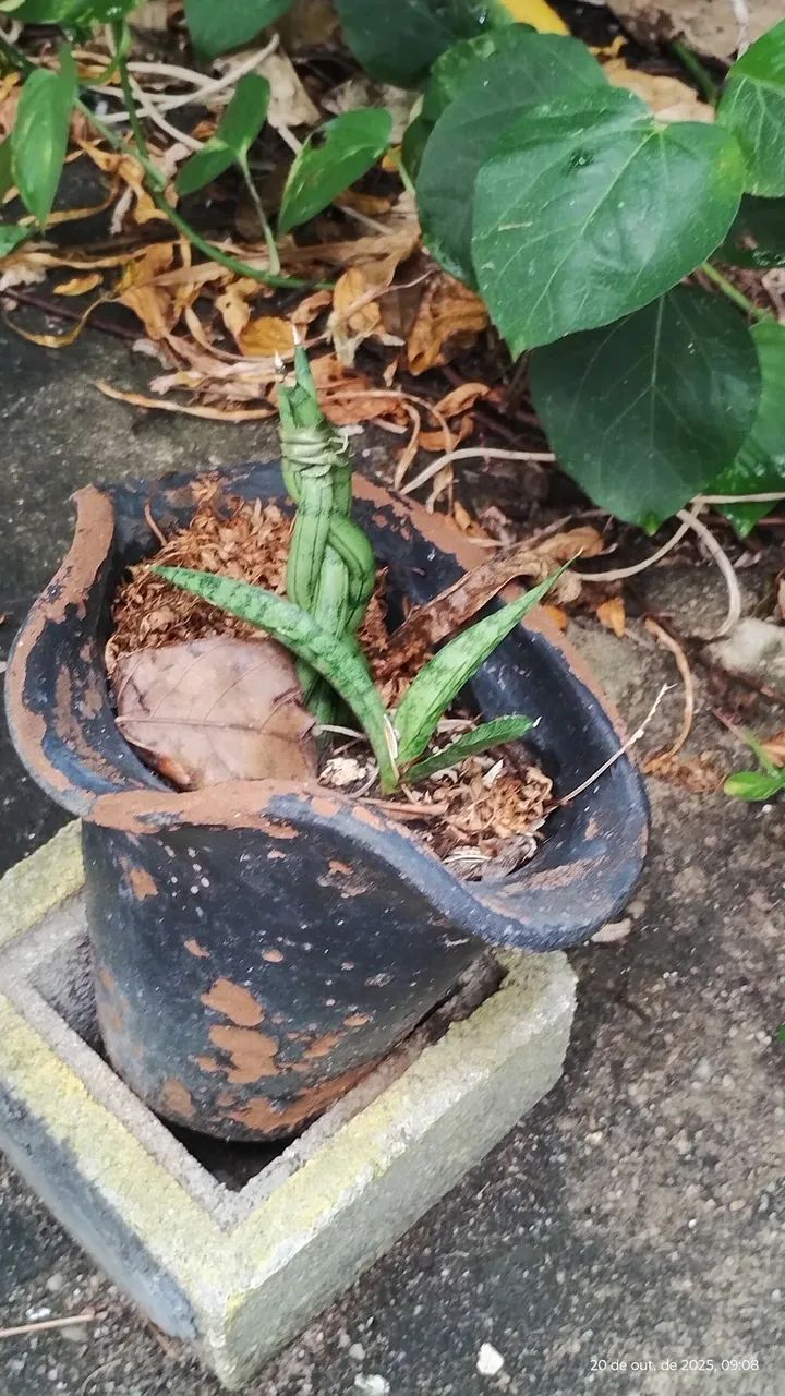 plantas ornamental para seu jardim, vários preços  - Foto 3