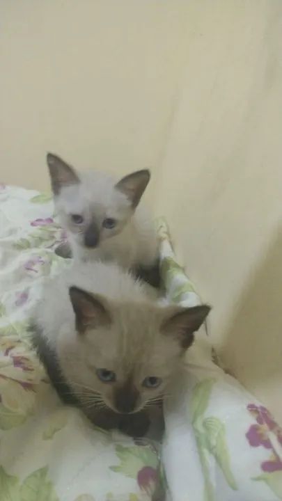 Gatinhos para adoção  - Foto 3