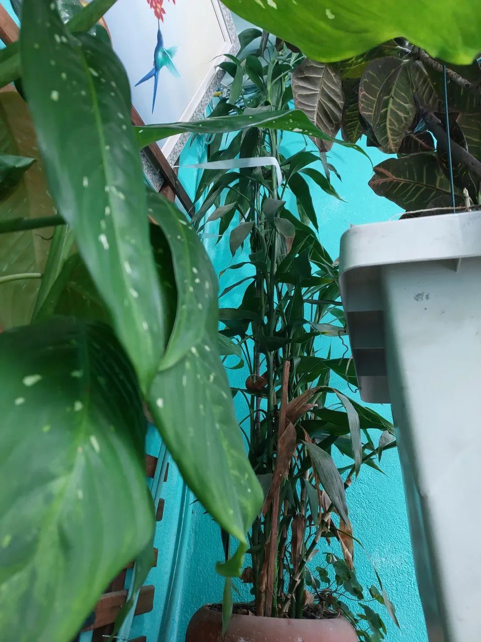 Planta Dracena com vaso