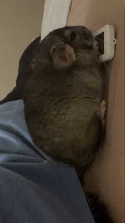 Chinchila Macho Filhote (Roedor) - Foto 2