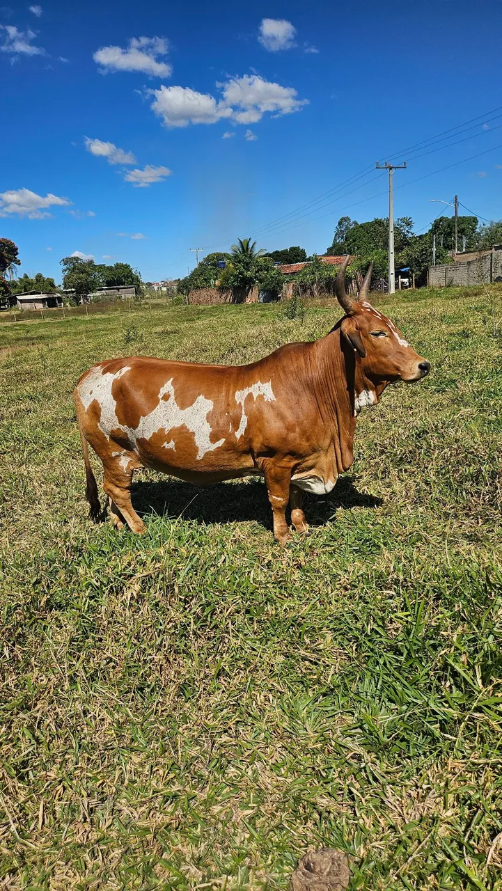 Linda mini vaca de exposição 