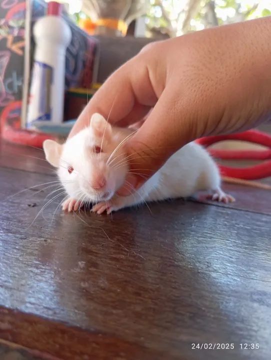 Vendo rato Twister fêmea 