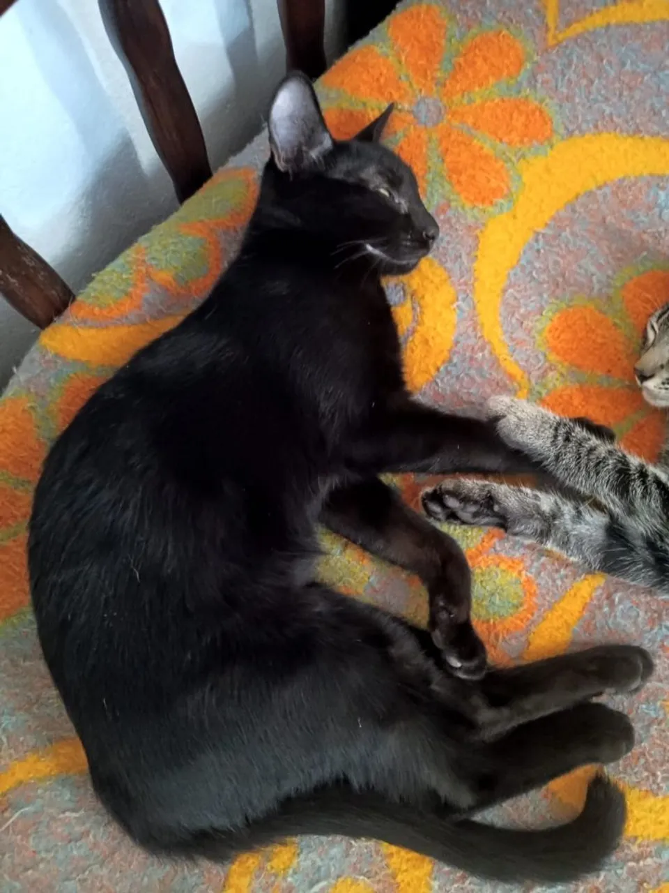 Duas Gatinhas Jovens para Adoção - Muito Dóceis e Carinhosas