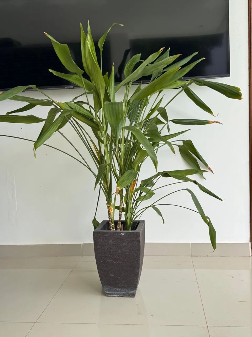 Planta bem em conta