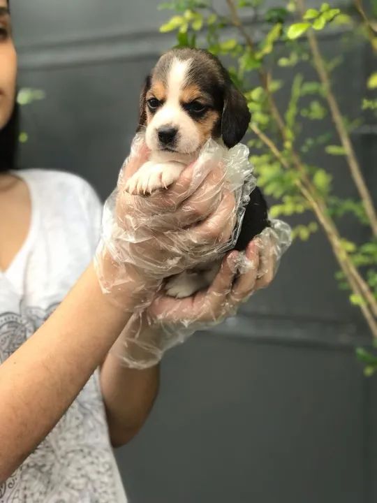 Beagle trabalhamos com mais de 20 raças. - Foto 2