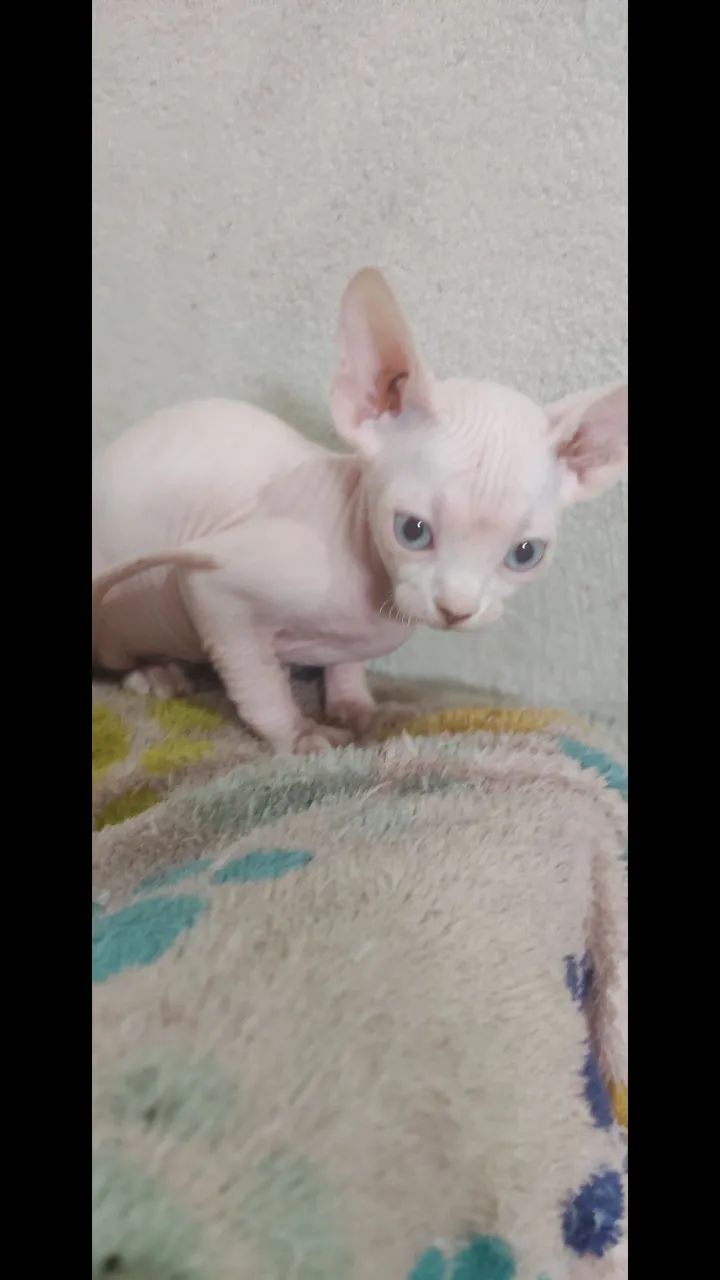 Gatinho Sphynx - Exótico e Carinhoso - Foto 4