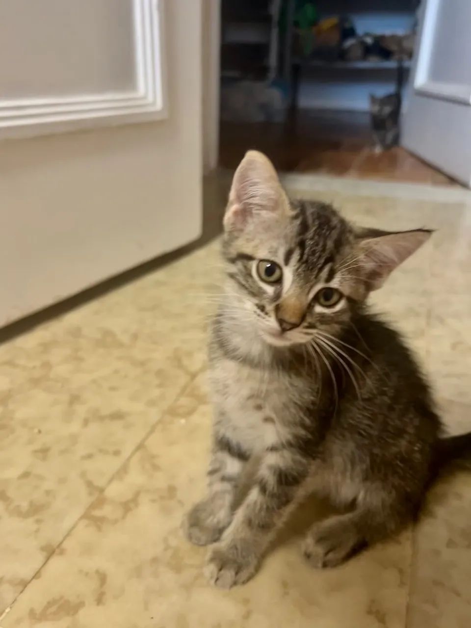 Gatinho fofinho e brincalhão para adoção