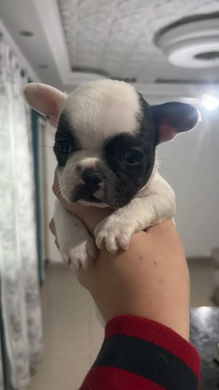 Filhotes de Buldogue Francês prontos para um novo lar