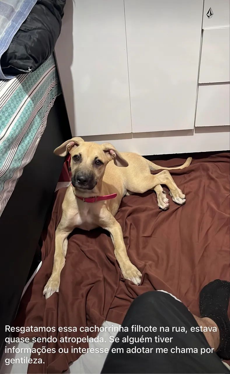 Cachorra femea para adoção - Foto 3