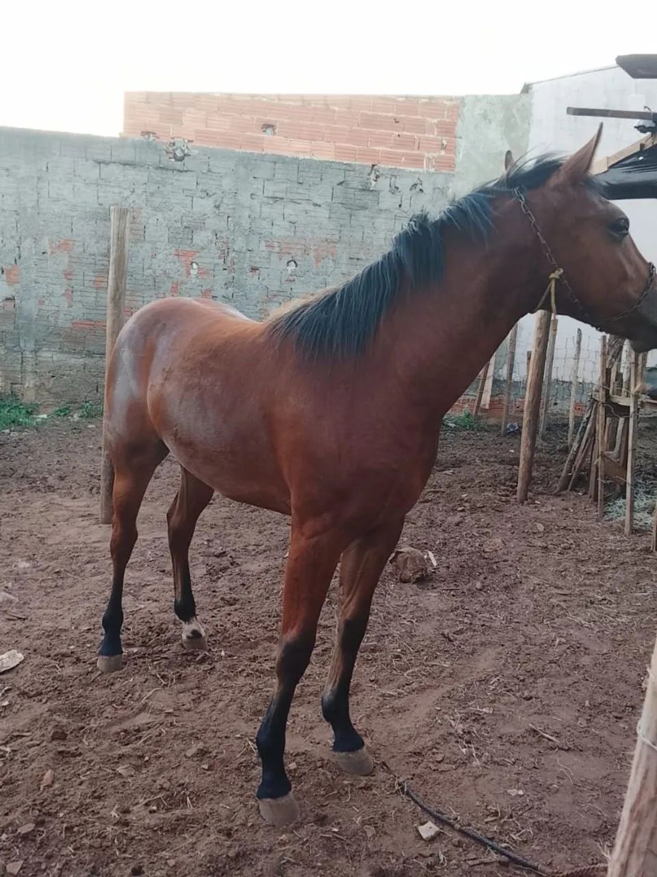 Vendo potro quaarto de milha