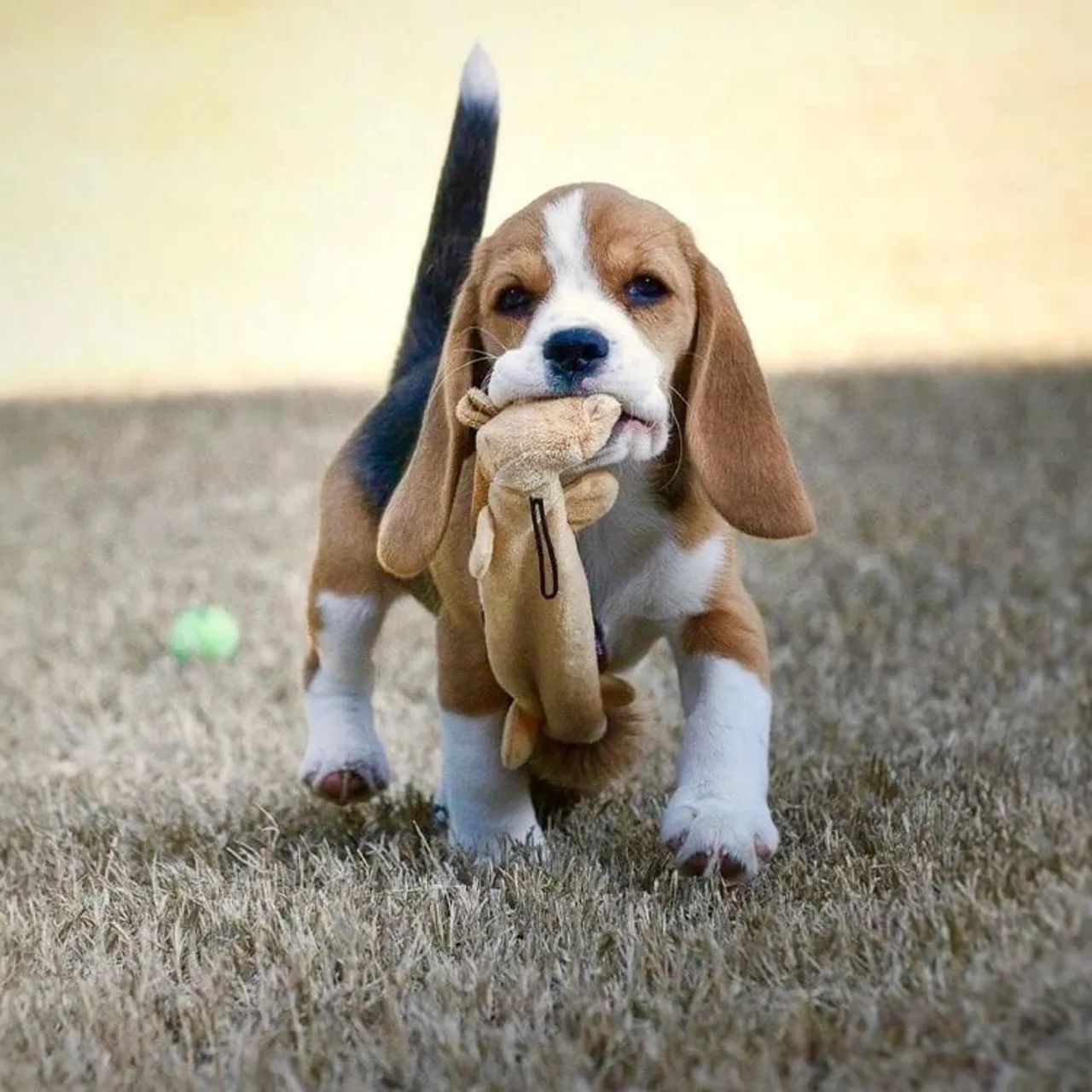 Filhote Beagle - Brincalhão e Carinhoso