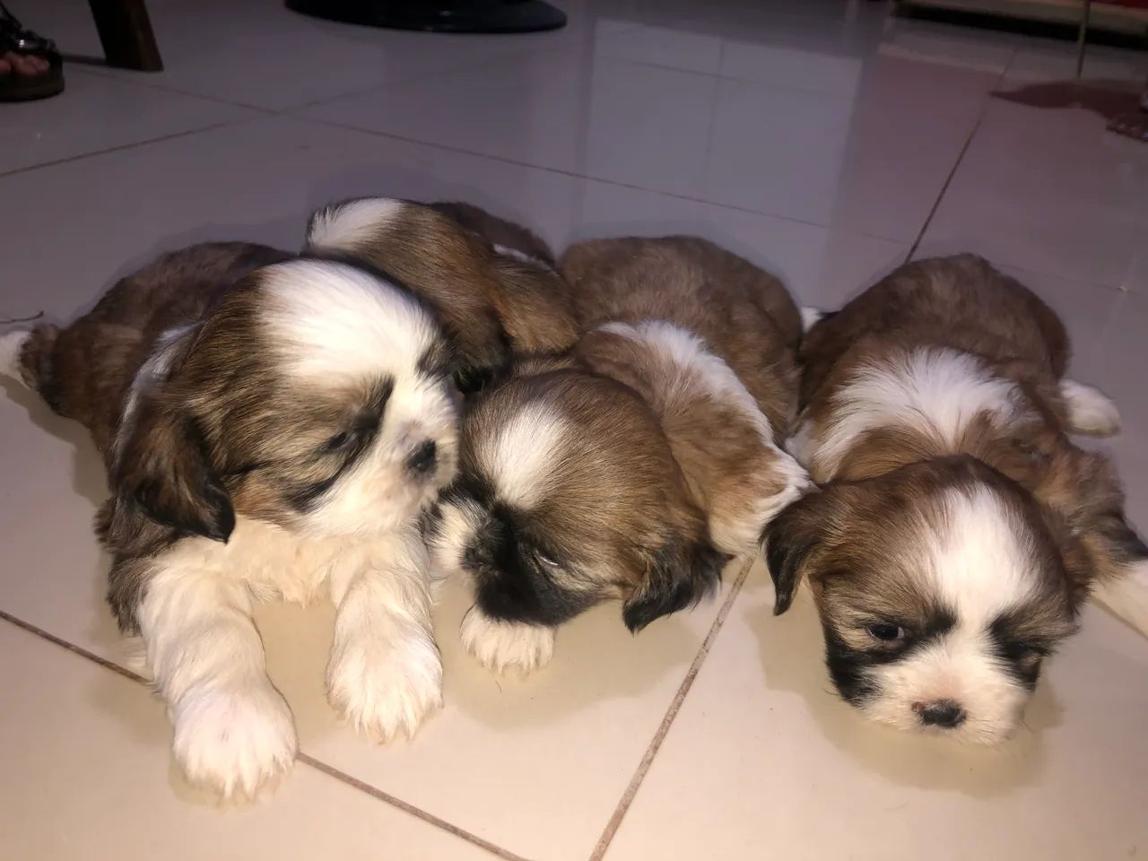 SHITZU FILHOTE - Foto 5