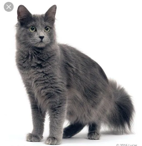 Filhotes de Nebelung - Beleza e Doçura em Um Só Pacote