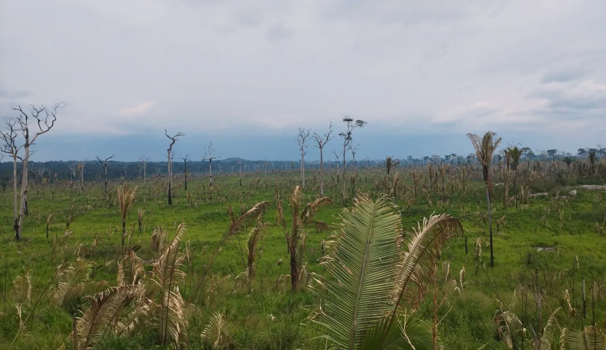 Fazendo á venda em vista alegre do abunã, Sul de Lábrea AM