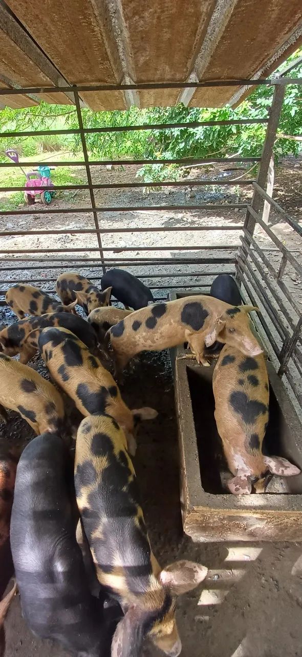 Porco Caipira - Foto 5