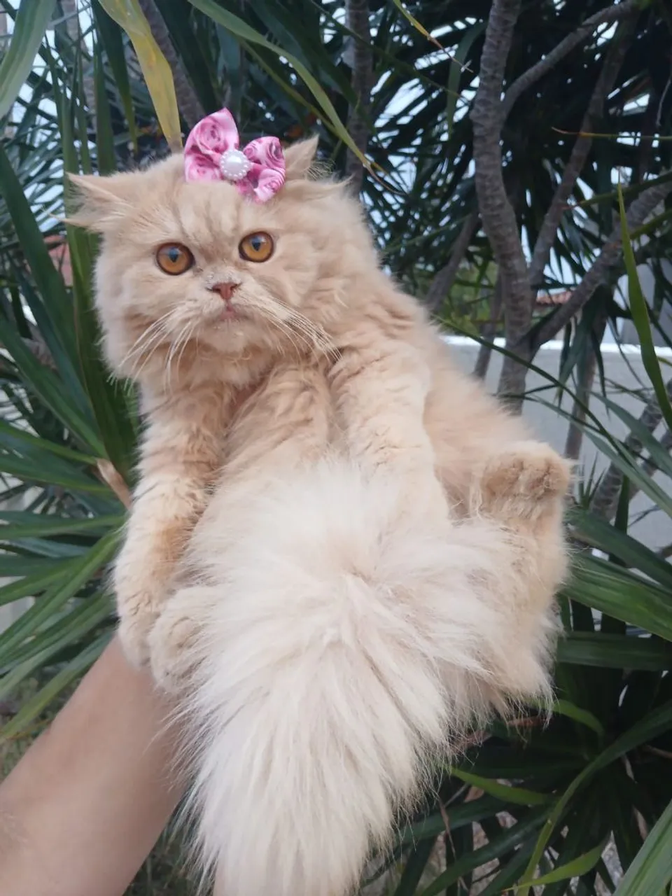 Gata persa femea