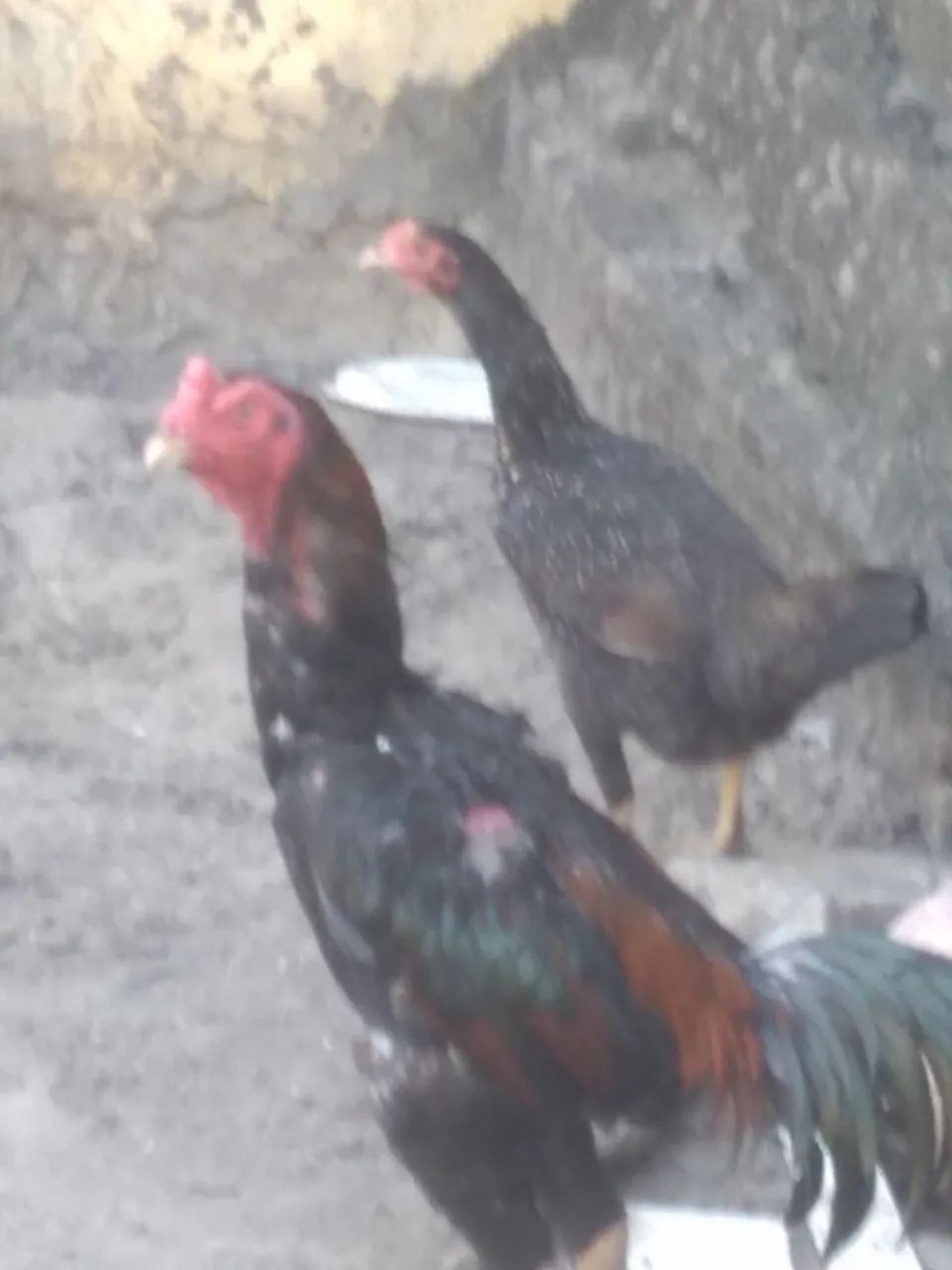 Galos e galinhas  - Foto 4