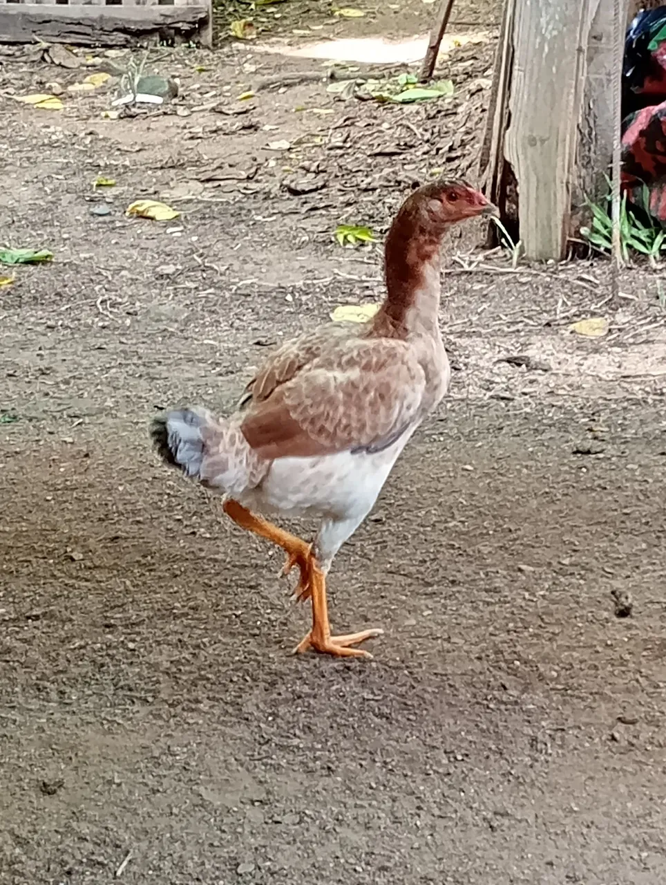 Frangas indio