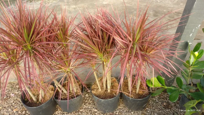 Vende-se mudas de Dracena tricolor