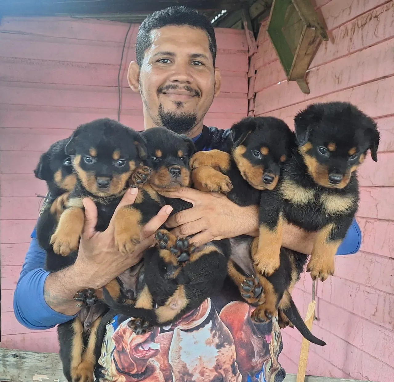 Filhotes Rottweiler " cabeça de touro "