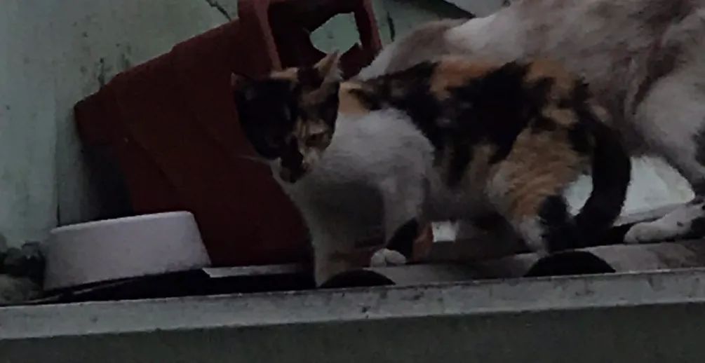 Filhotes de gatos para adoção responsável  - Foto 2