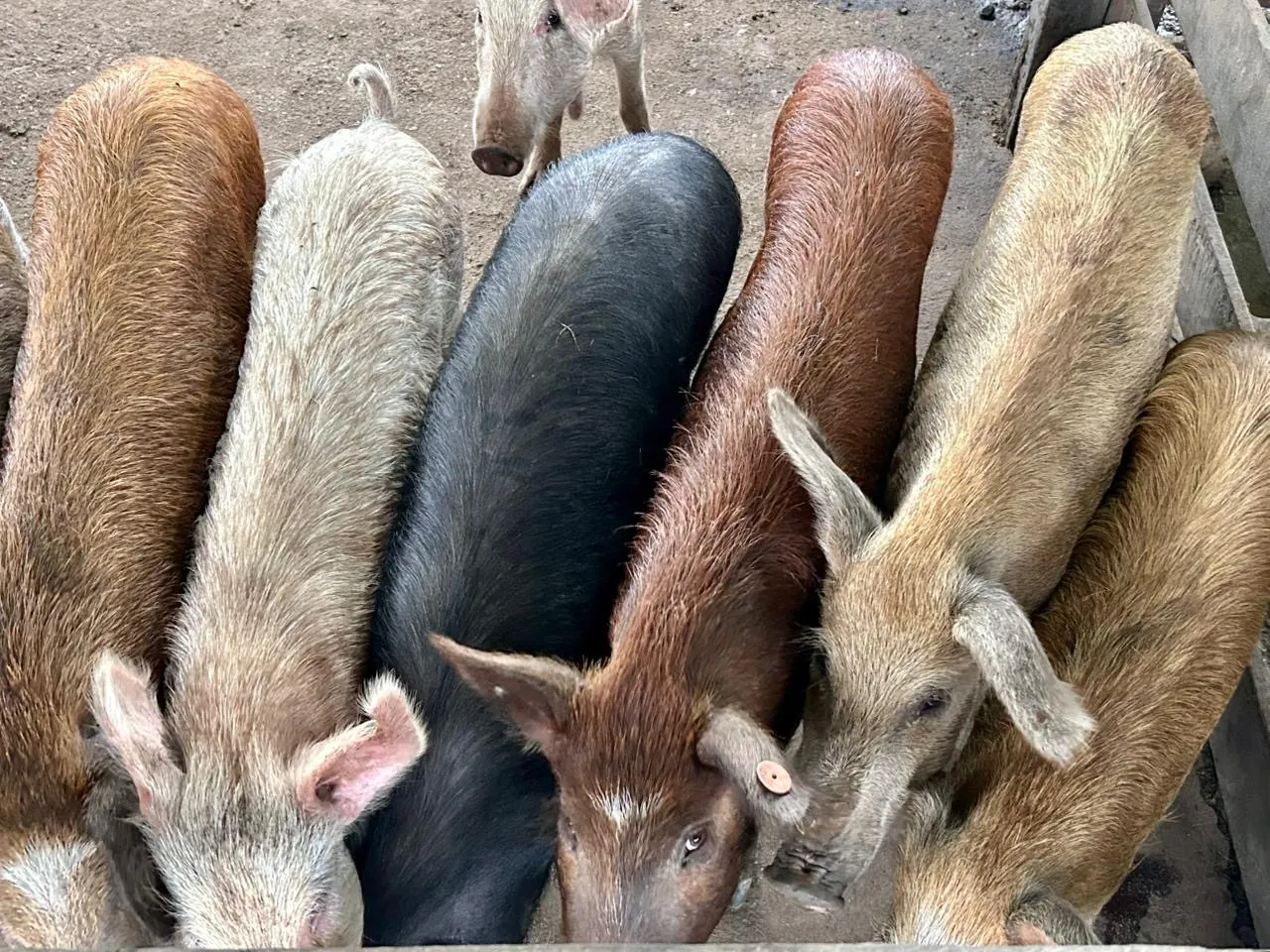 Porcos para venda