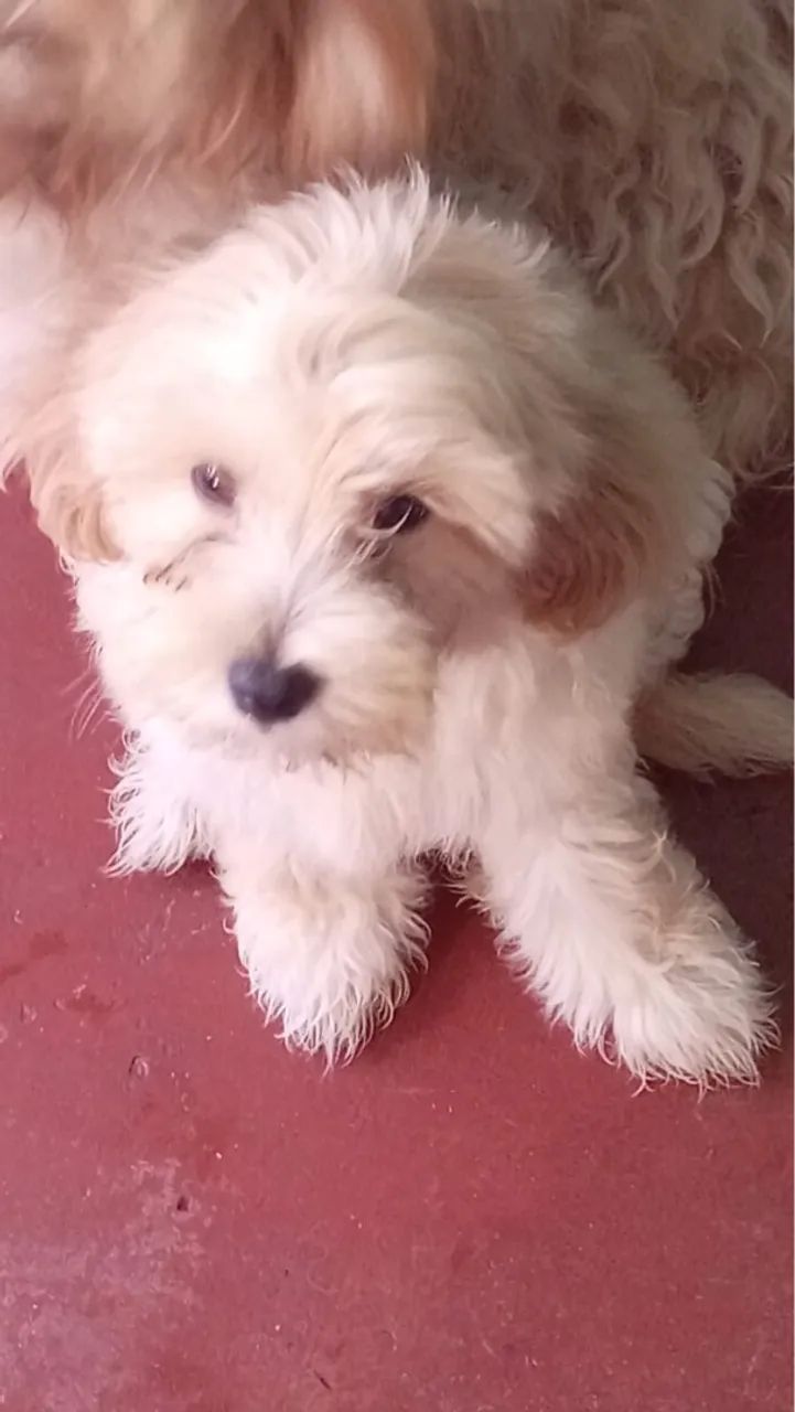 Filhote poodle,3 meses de vida  - Foto 3