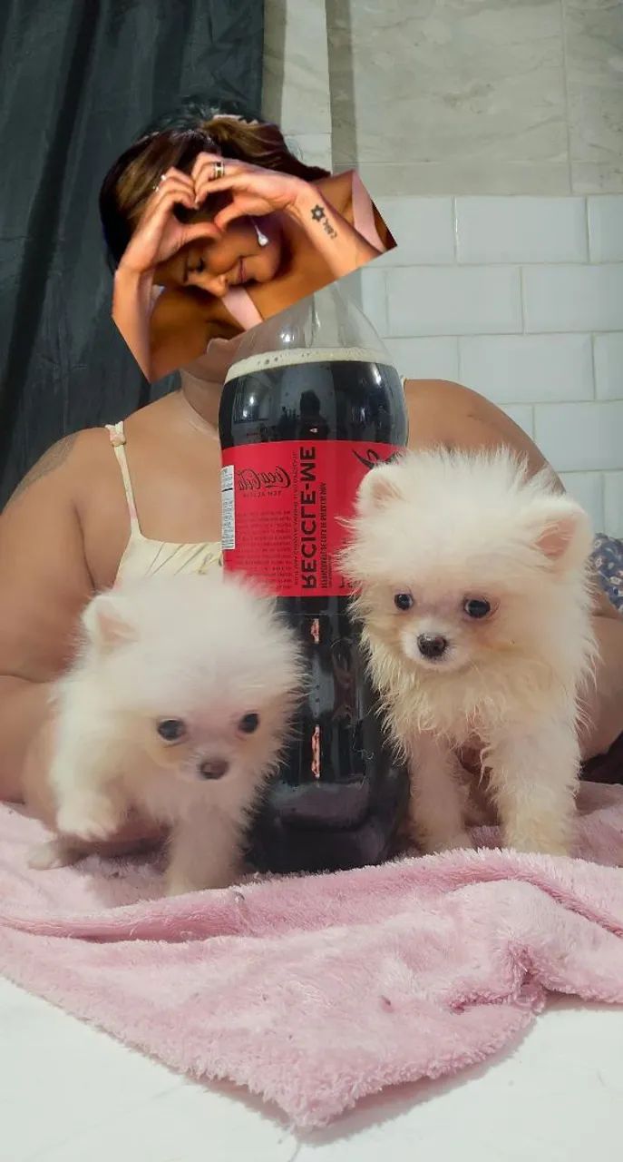Spitz alemão anão  - Foto 2