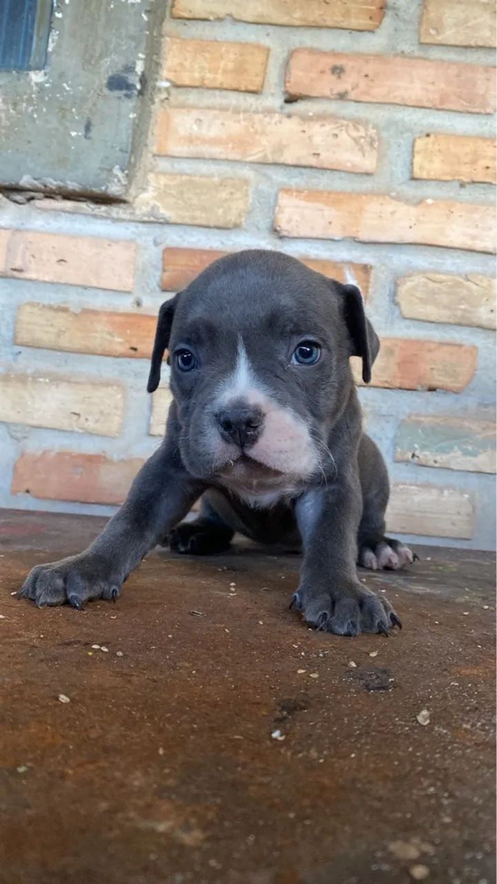 Filhote de Pitbull - Foto 4