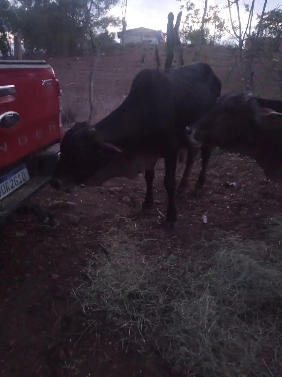 Vendo uma vaca parida muito mansa  e um garrote uma novilha mestiça de Nelore e uma jirola - Foto 5