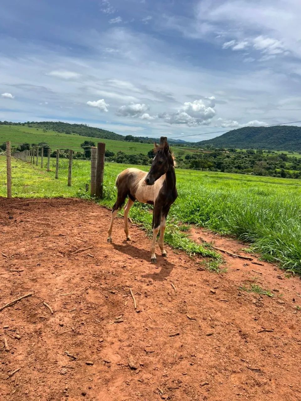 Potro registrado a venda 