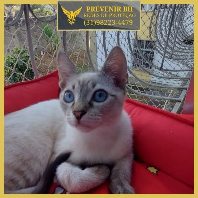 tela para gatos - Foto 2
