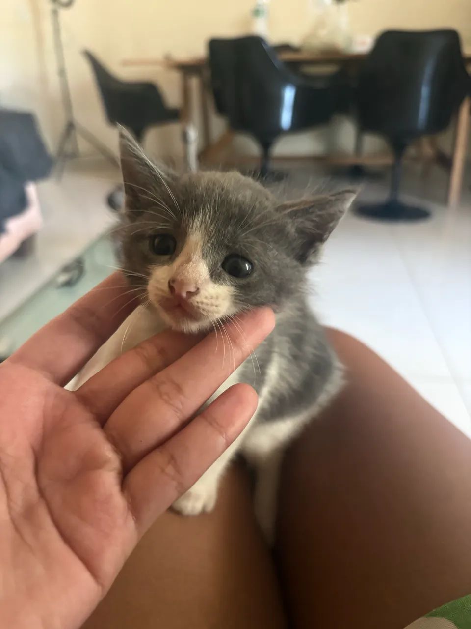 doação de gatos - Foto 2