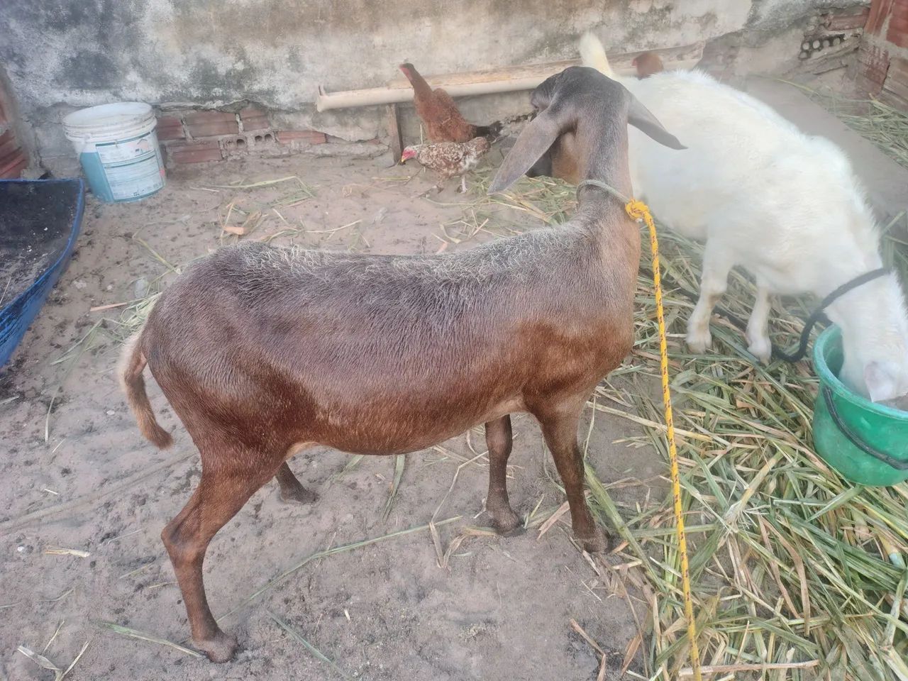 Ovelha e Cabra de Raça - Foto 3