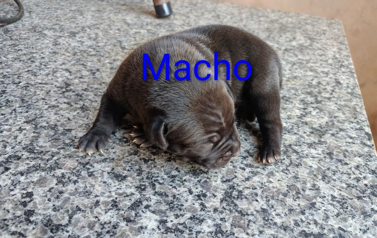 Pit Monster X Pit bull - Foto 3