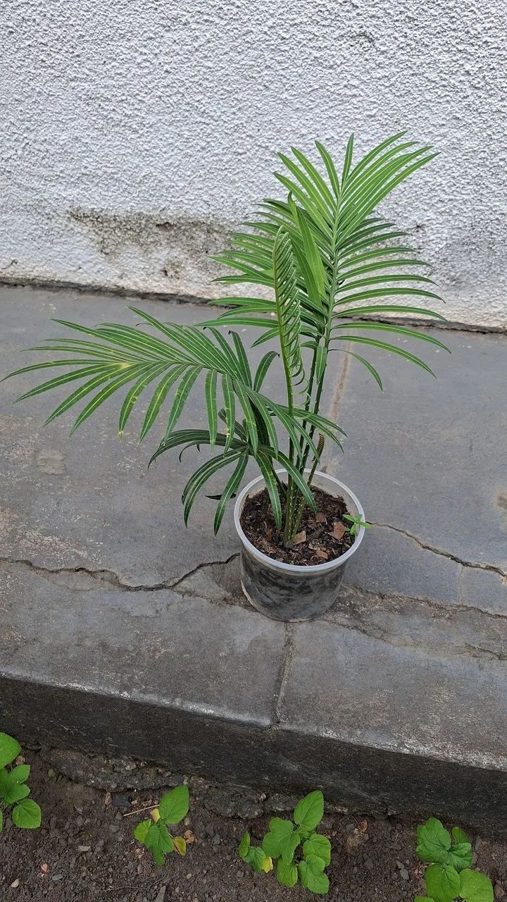 Vendo - Foto 3