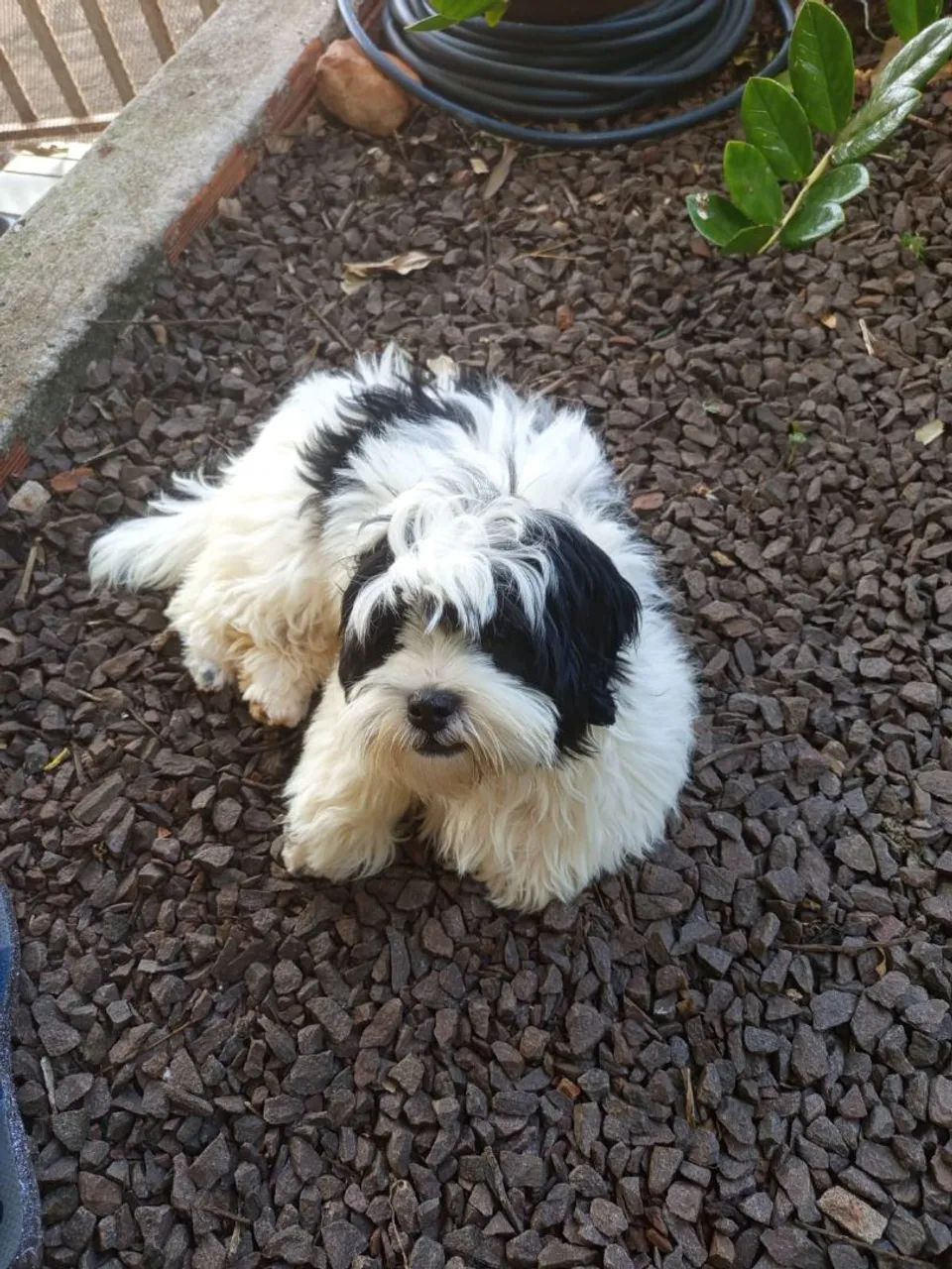 Cachorro filhote Shitzu 